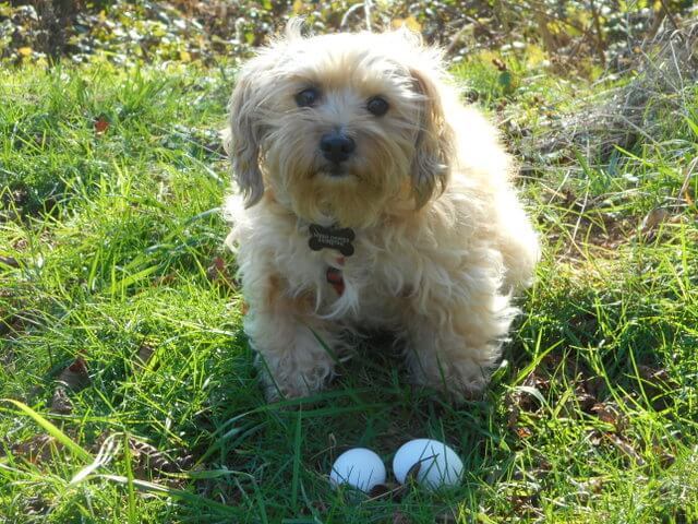 Nimble says it's ok to mix one of these raw, organic eggs with her organ meat for dinner