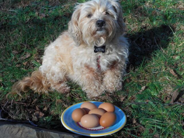 Nimble with her plate of eggs... an organic all natural dog food