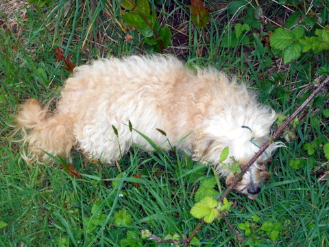 My dog is eating wild grass
