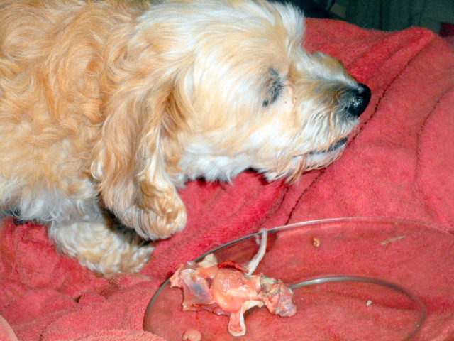 My doggie eating her meaty bones