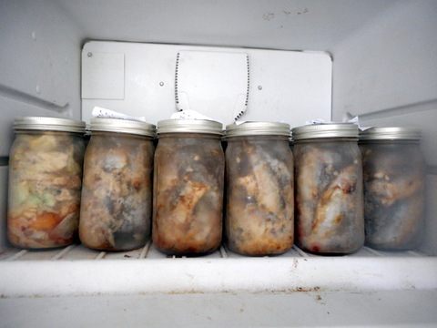Different types of fish in my freezer for my doggie