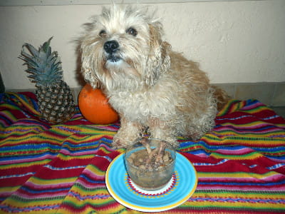 My dog with a bowl of healthy pre-made dog food
