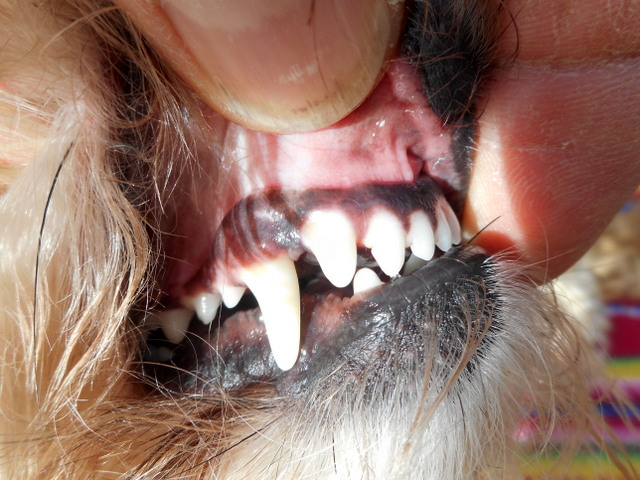 Cleaning your doggy's teeth pays off!