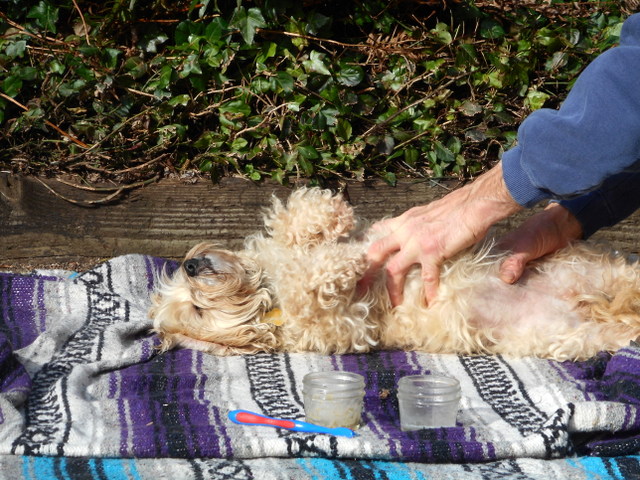 Nimble loves tummy rub rewards after I clean her dog teeth!