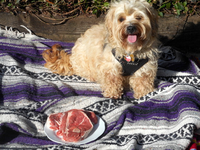 Natural healthy dog remedies need to include raw meaty bones and other raw food