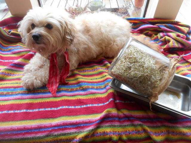 Alfalfa sprouts are an easily grown healthy dog remedy