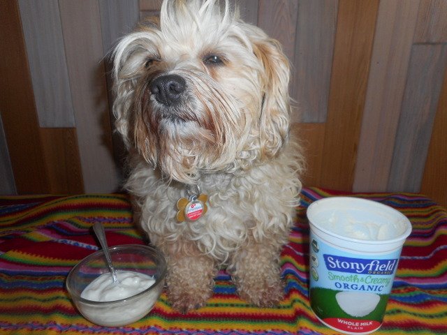 Healthy dog remedies can include plain, unsweetened organic yogurt