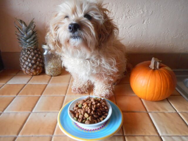 puppy throwing up food hours after puppy threw up food hours after food puppy throwing up food hours after puppy threw up food hours after food