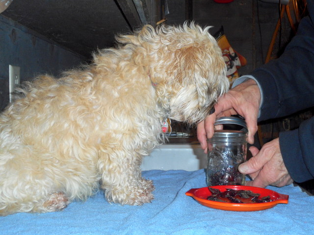 I always store my dog's treats in an air tight canning jar