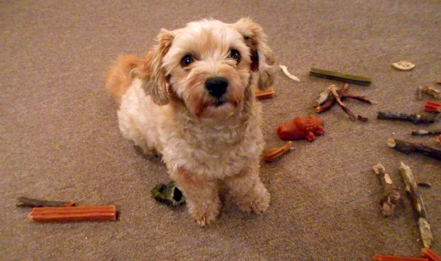 What an assortment of chews for keeping Nimble's teeth clean!