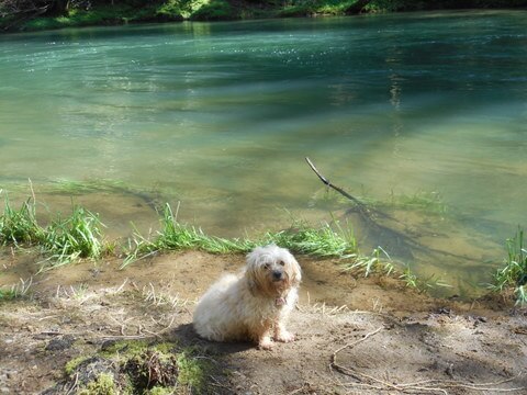 My dog is next to our pure drinking water stream My dog is next to our pure drinking water stream