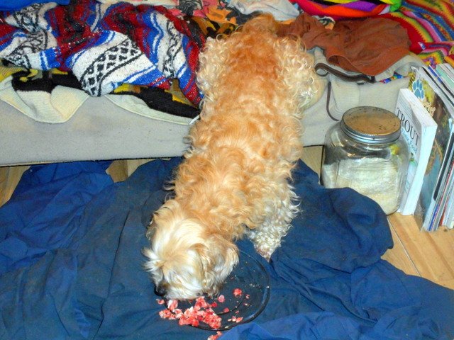 My doggie is enjoying her nutritious meaty bones before her bee pollen and honey treat