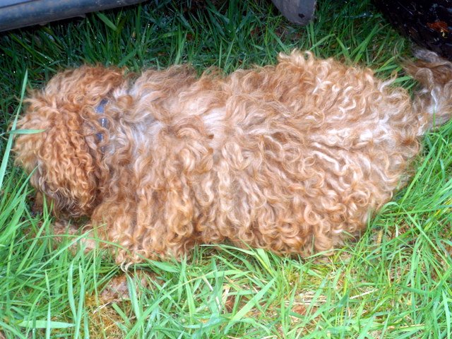 My Biscuit doggie is foraing for wild food