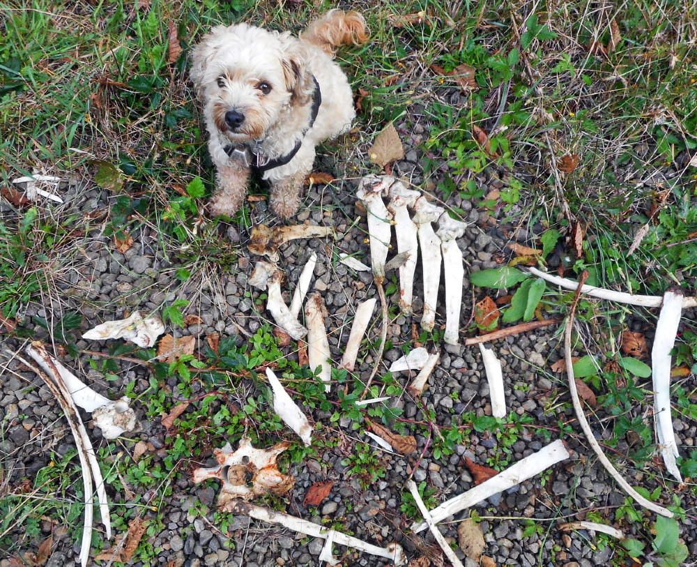 My dog is sitting by some old elk bones she discovered