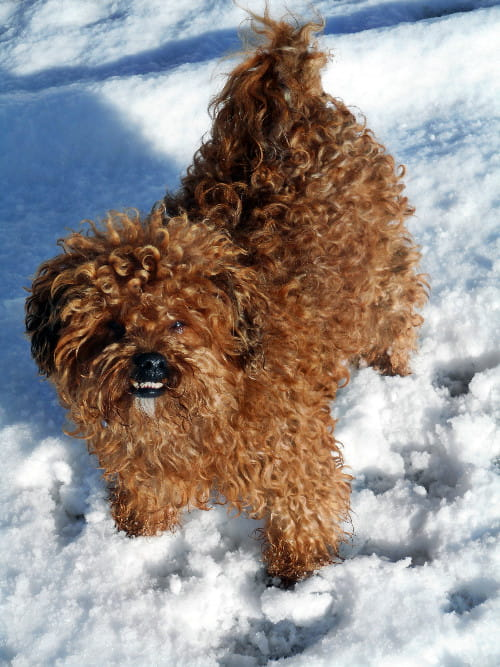 Biscuit Doggie in the snow!