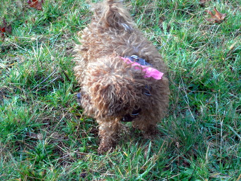 My doggie is searching for a rabbit bone in the forest clearing