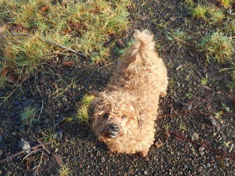 My Biscuit Doggie up on our favorite logging road