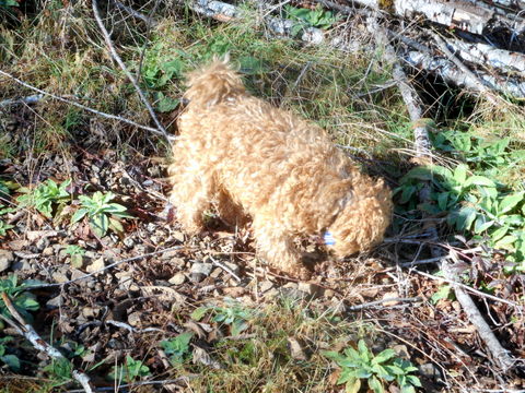 My dog is foraging in the Oregon Coastal hills