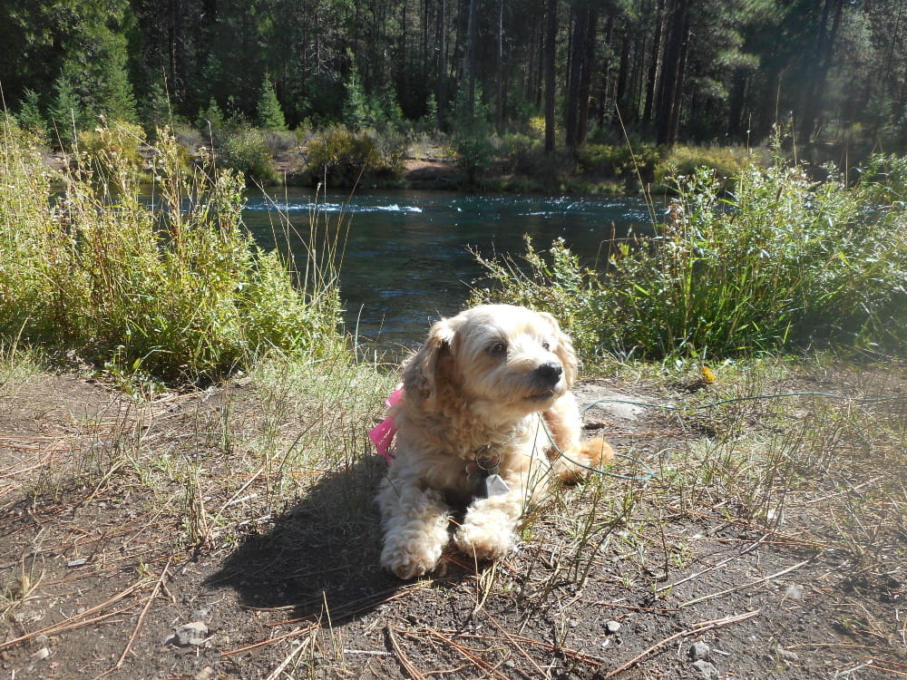 My dog is resting next to our fishing stream