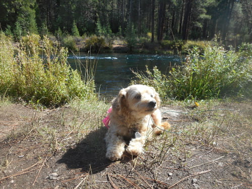 My dog is resting next to our fishing stream