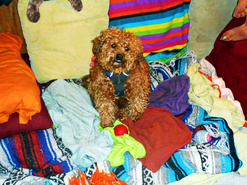 My dog is anxiously waiting on her bed while I make dinner!