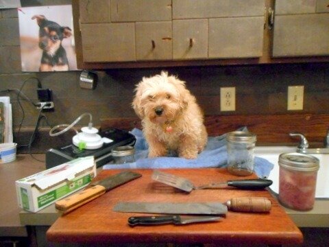 My dog is all ready to start making her homemade, healthy, dog treats! My dog is all ready to start making her homemade, healthy, dog treats!