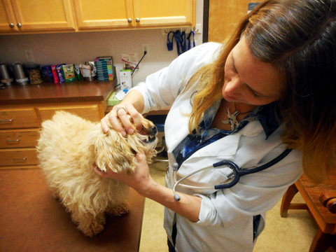My Nimble Doggie is showing her beautiful teeth to the Vet
