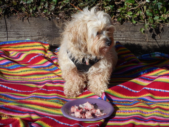 My pooch waits to chow her dinner.. but not until I take her photo with this nutritious natural dog food!