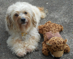 My doggie with her stuffed Animal