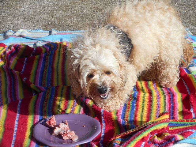 Nimble's chowing on her all natural raw meaty chicken bones dog food.