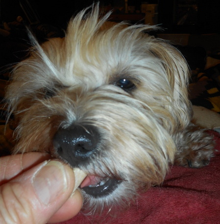 I'm giving Nimble a chicken treat for sharing her home made birthday cake with her friends