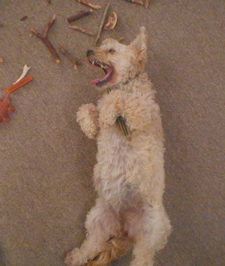 Nimble laughing at me as I slave away at making her peanut butter dog biscuits!