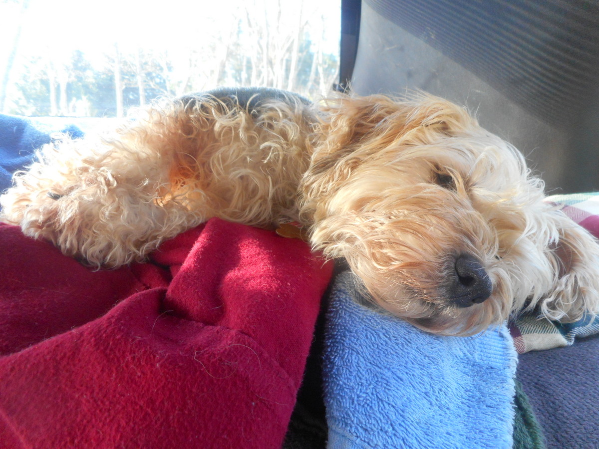 Your dog shouldn't act like this when offering her oven-warm home made peanut butter treats!