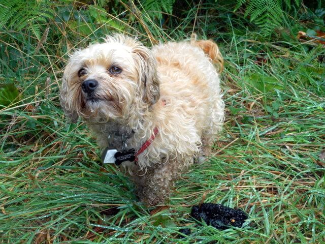 Nimble shows me that wild dogs eat a raw dog food diet... 'Hey Dad... check out this coyote poop full of blackberries'!
