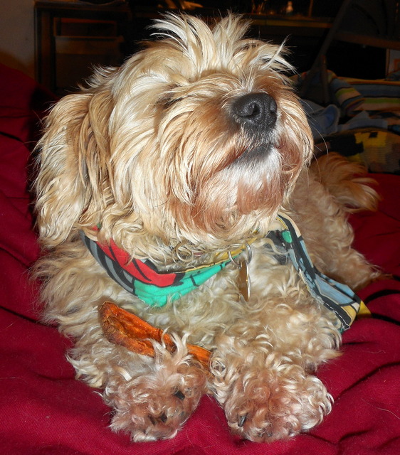 Nimble stops and smells her juicy doggy liver snacks baking!