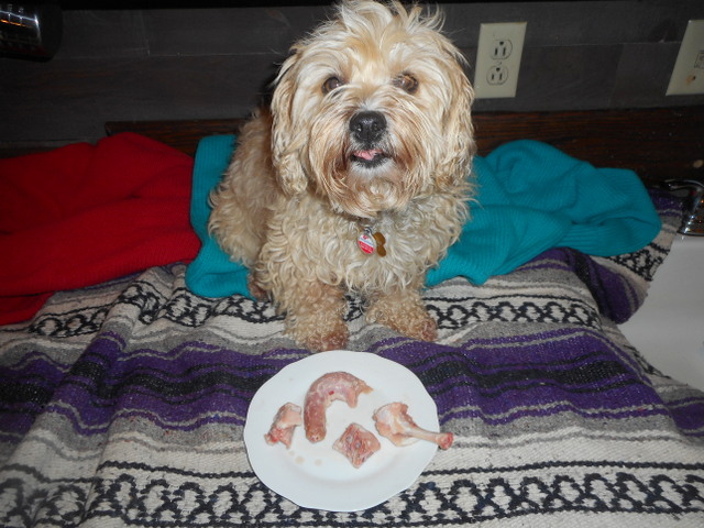 Raw dog food is so healthy for our furry pals!