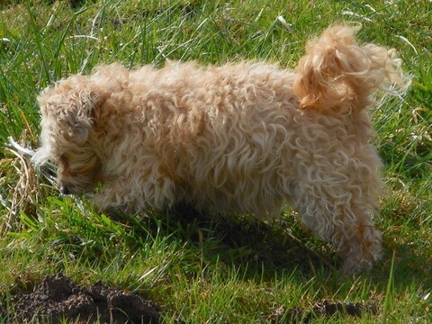 Nimble is chasing mice... you can't beat this safe dog food!