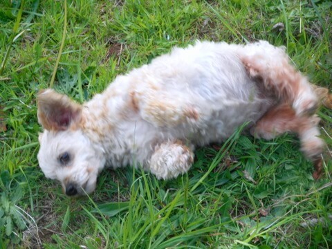 Doggie rolling in grass