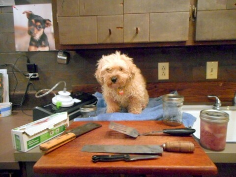 Nimble is with her utensils and ingredients for making liver dog treats