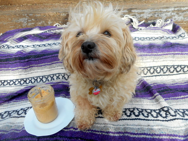 Nimble's doggy peanut butter is pure and safe!