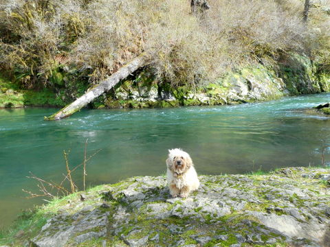 My dog next to our fishing stream