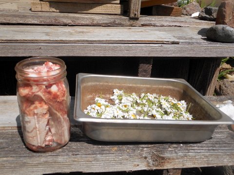 My dog's meaty lamb bones and some wild flowers that I picked