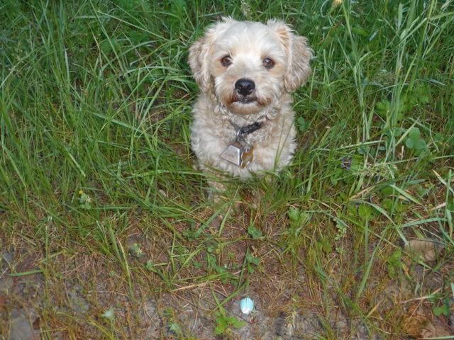 I'll bet coyotes don't get unwanted dog food reactions from eating wild eggs like this one Nimble found!