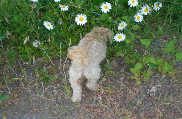 Dogs can find raw vegetables just about anywhere in the wild