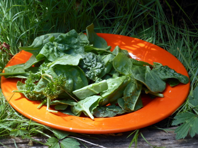 A big portion of your dog's vegetables should be greens...