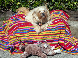 Nimble Doggie enjoying the sunshine!