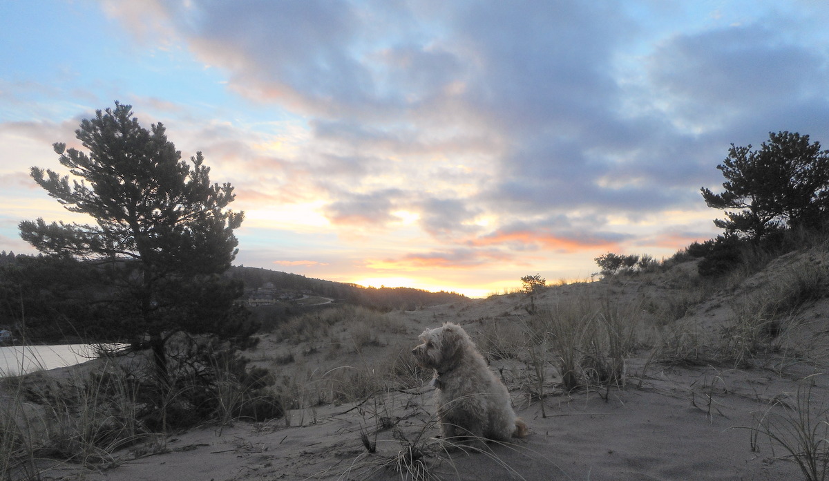 My all natural dog food pooch waiting for me to catch up after our race over the sand dune!