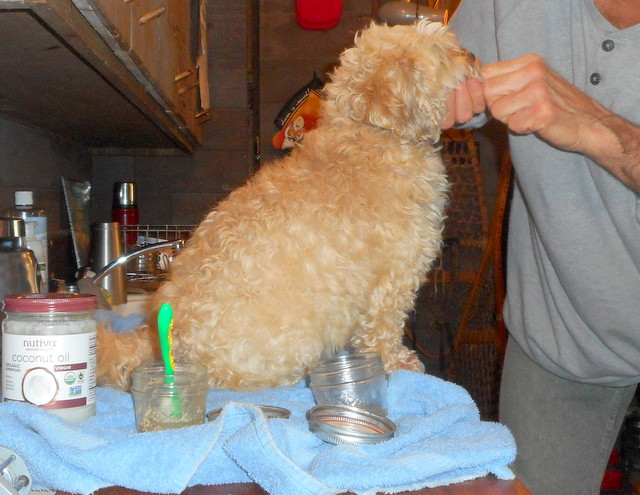 Nimble sits patiently while she enjoys her tooth oil regimen!