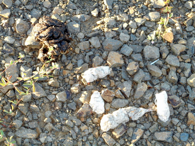 Vegetables for dogs includes vegetation-filled wild animal poop