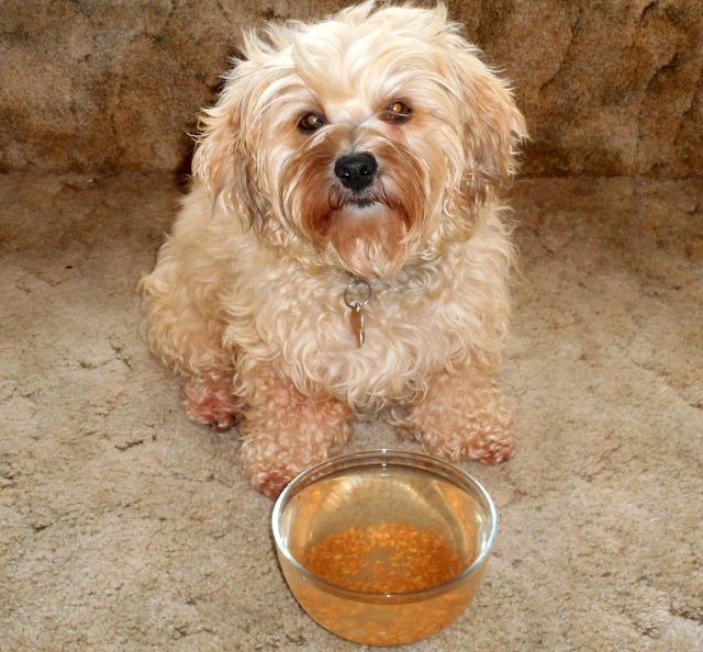 Nimble's clean water bowl is not contaminated like foods found on her dry dog food recall list